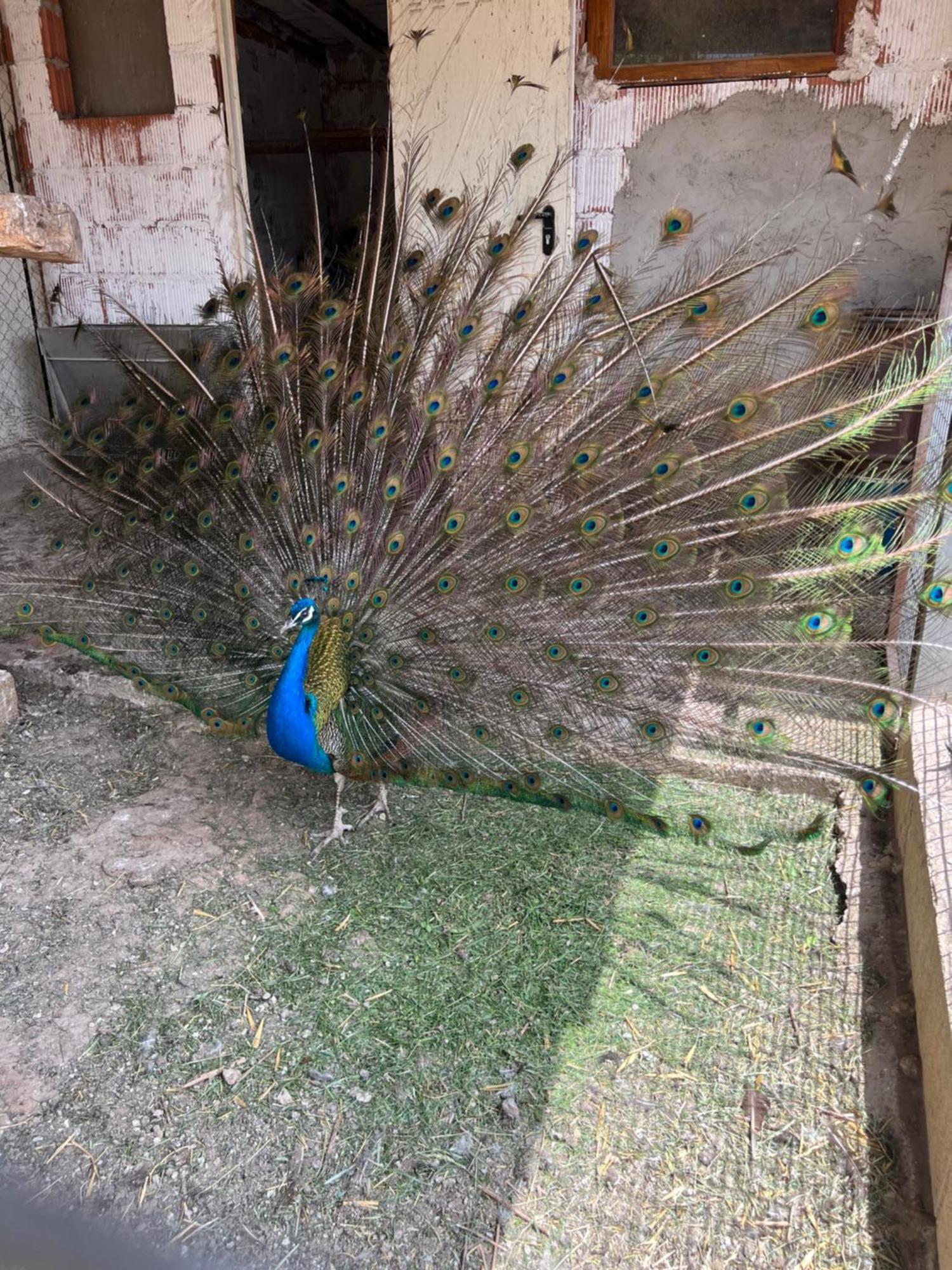 El Burgo De Osma Alojamiento Rural Villa Bagh Bagian luar foto