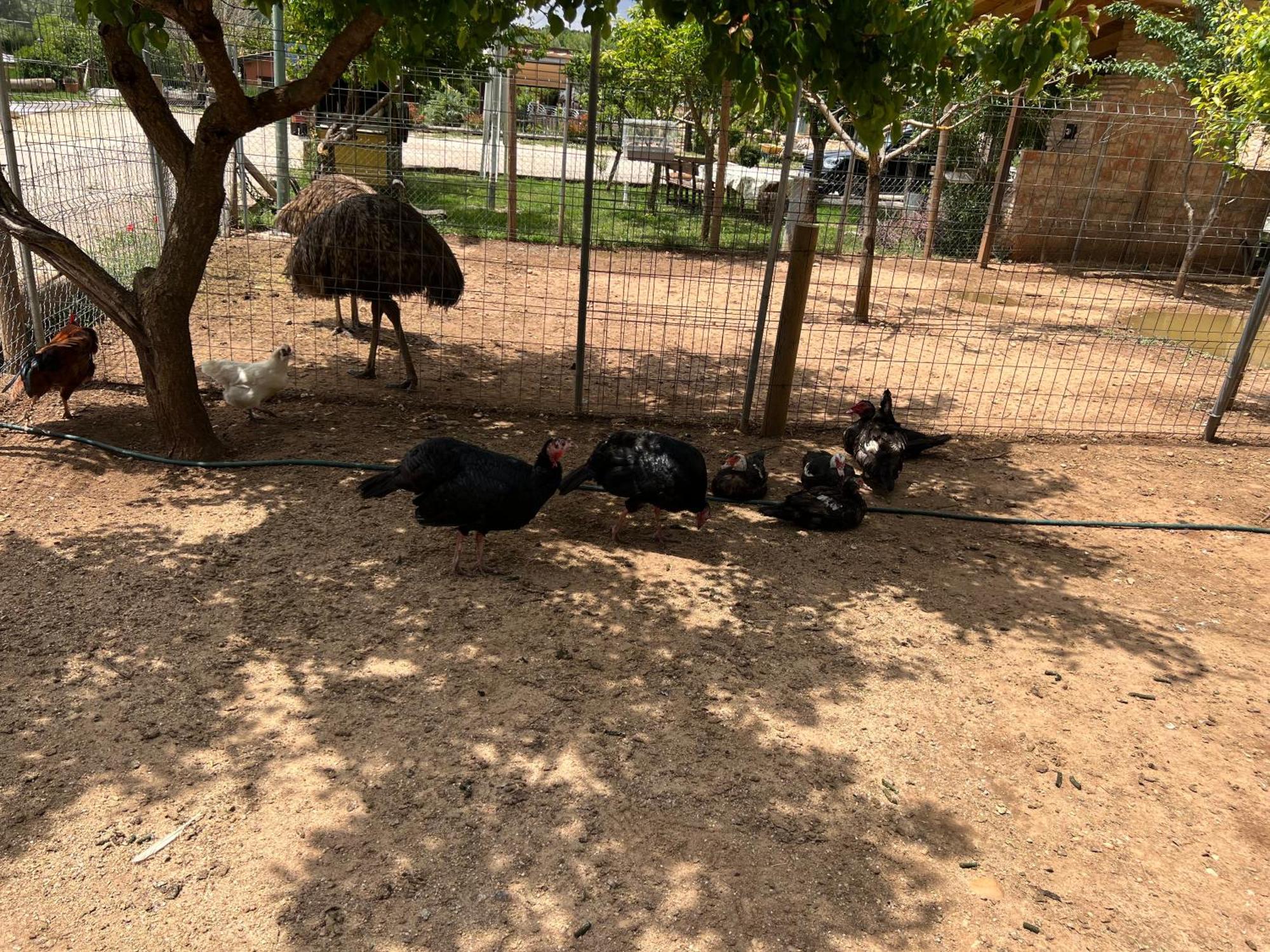 El Burgo De Osma Alojamiento Rural Villa Bagh Bagian luar foto