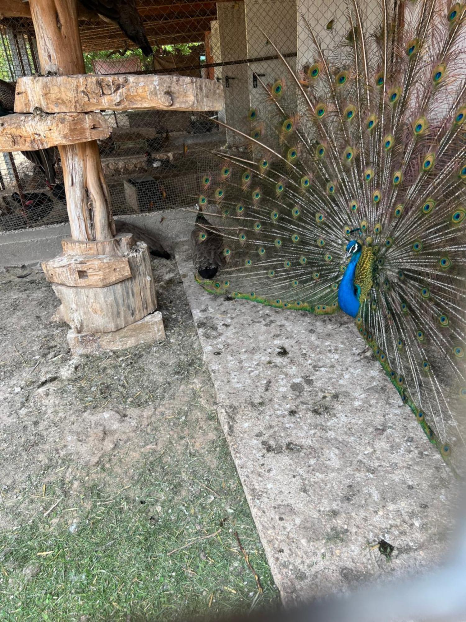 El Burgo De Osma Alojamiento Rural Villa Bagh Bagian luar foto