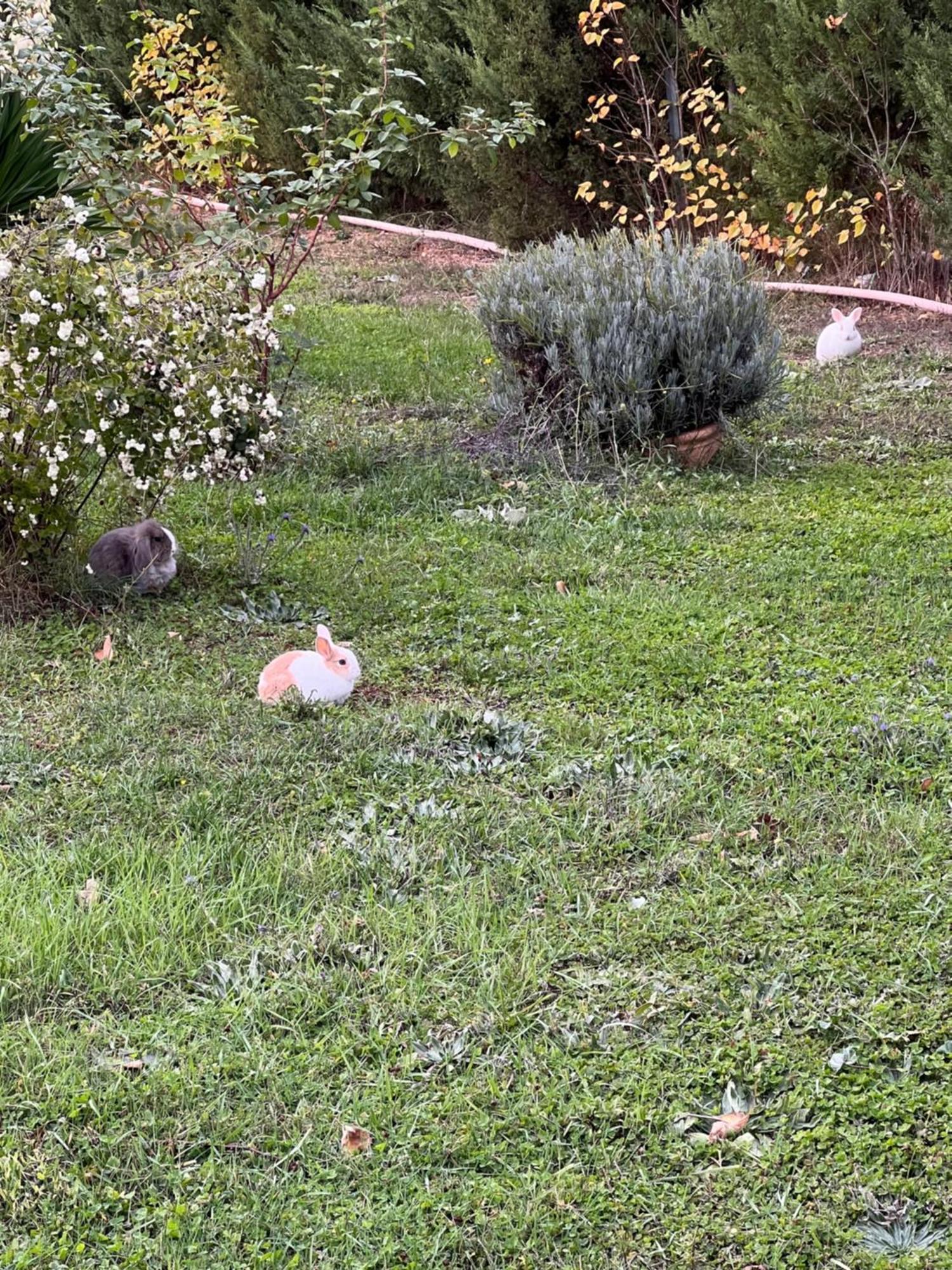 El Burgo De Osma Alojamiento Rural Villa Bagh Bagian luar foto